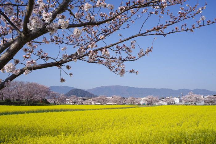 花 ペンタックス HD PENTAX-DA 70mm F2.4 Limited ／ 奈良 藤原宮跡醍醐池